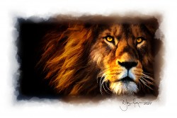 nature_lion_wildlife
